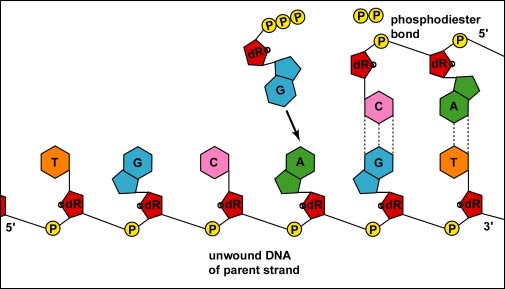 What Is Complementary Base Pairing And Why Is It Important