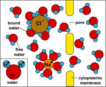 salt and water molecules